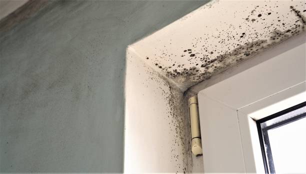 Best Water Damage & Mold Remediation  in Charleston, SC