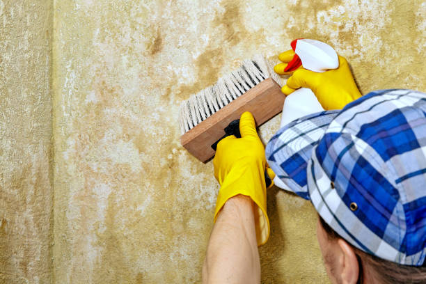  Charleston, SC Mold Removal Pros