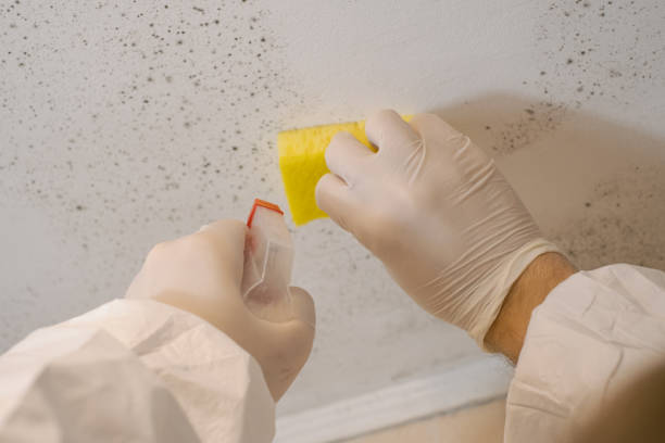 Best Comprehensive Air Testing for Mold Contaminants  in Charleston, SC