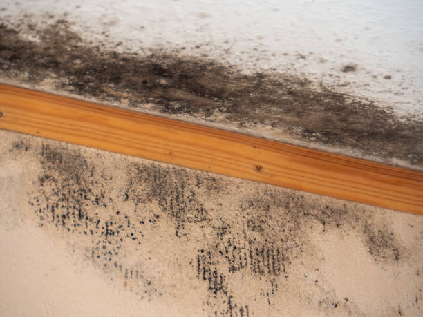 Charleston, SC Mold Removal Company