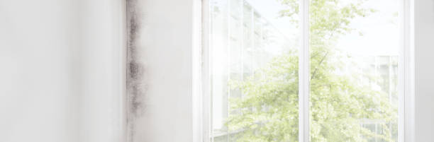 Best Asbestos and Lead Testing During Mold Inspection  in Charleston, SC