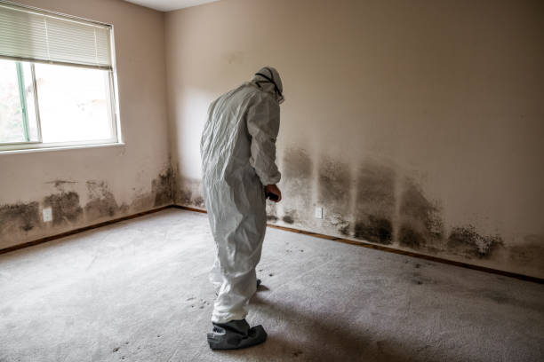 Best Mold Removal for HVAC Installations  in Charleston, SC